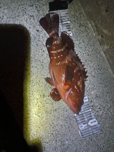 キジハタの釣果