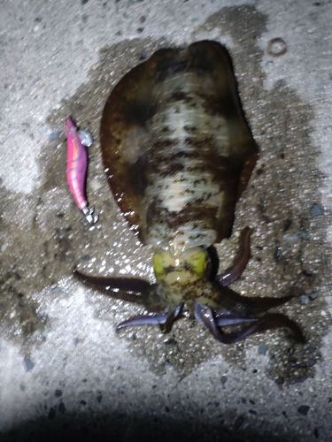 アオリイカの釣果