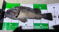 クロソイの釣果