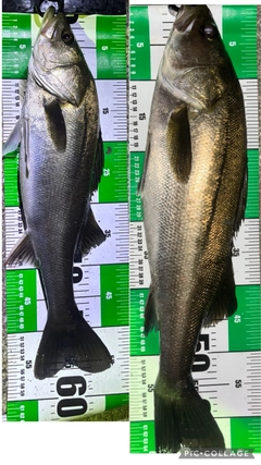 シーバスの釣果