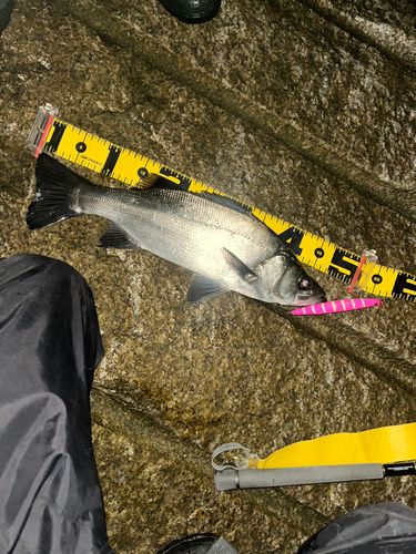 ヒラスズキの釣果