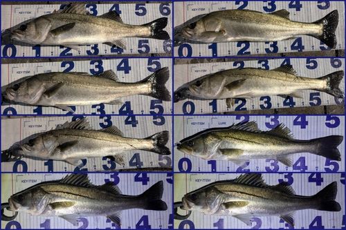 シーバスの釣果