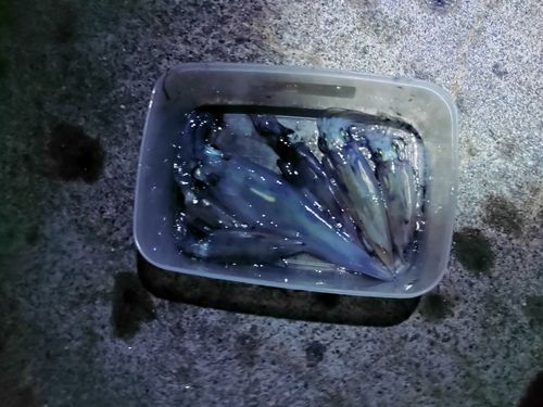 ヤリイカの釣果