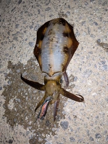 アオリイカの釣果