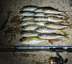 アジの釣果