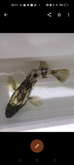 タケノコメバルの釣果