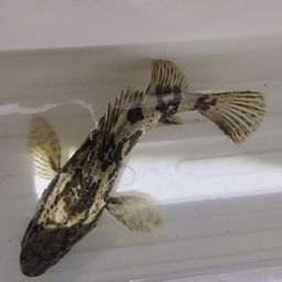 タケノコメバル