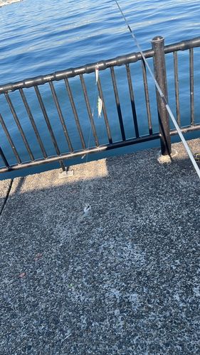 カタクチイワシの釣果