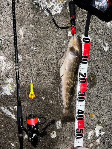 アイナメの釣果