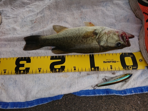 ブラックバスの釣果