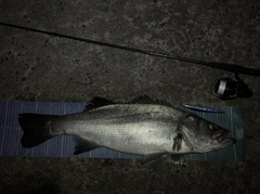 ヒラスズキの釣果