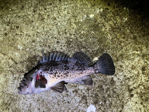 キラキラ公園（苫小牧西港）