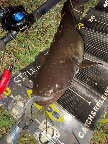 ナマズの釣果