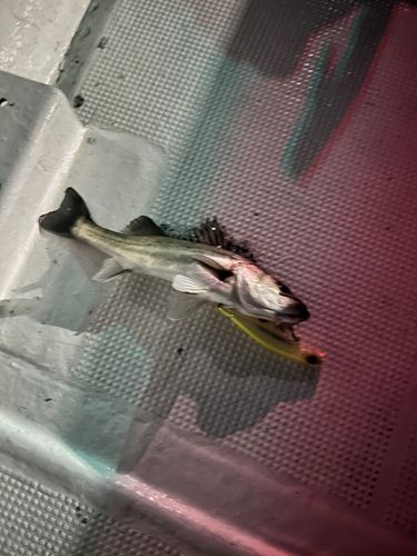 船橋港親水公園