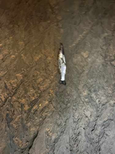 セイゴ（タイリクスズキ）の釣果