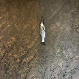 セイゴ（タイリクスズキ）