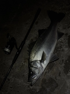 ヒラスズキの釣果