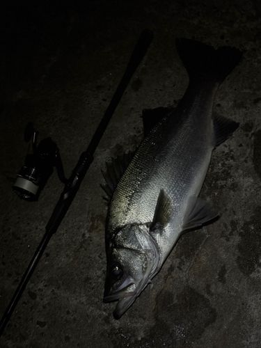 ヒラスズキの釣果