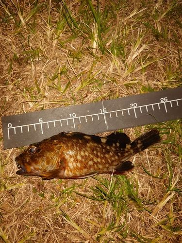 東京湾（アクアライン〜富津）