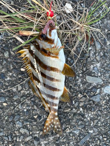 タカノハダイの釣果