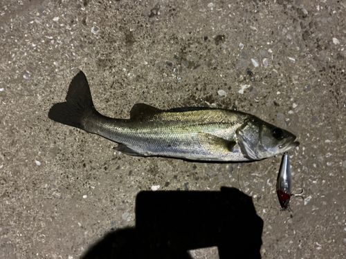 セイゴ（マルスズキ）の釣果