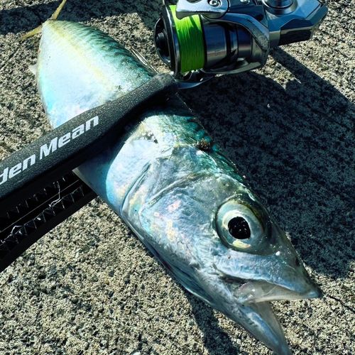 サバの釣果