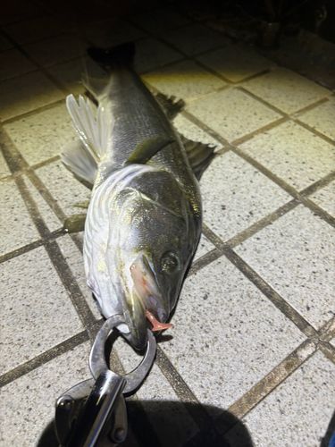 豊洲ぐるり公園