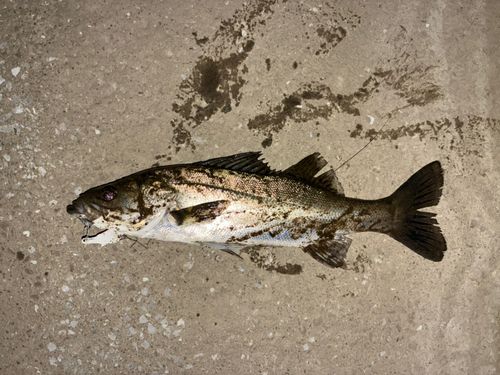 セイゴ（マルスズキ）の釣果