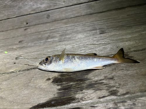 クロムツの釣果