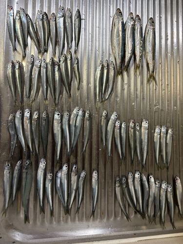 トウゴロウイワシの釣果