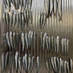 トウゴロウイワシ