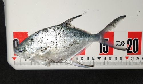 コバンアジの釣果