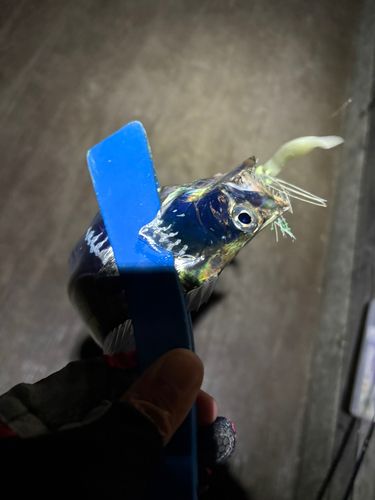 タチウオの釣果