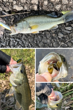 ブラックバスの釣果