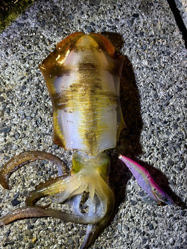 アオリイカの釣果