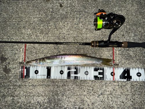 カマスの釣果