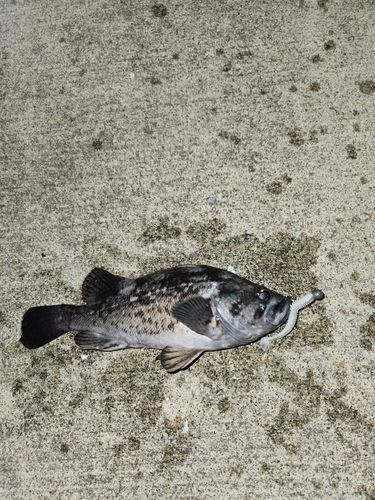 クロソイの釣果