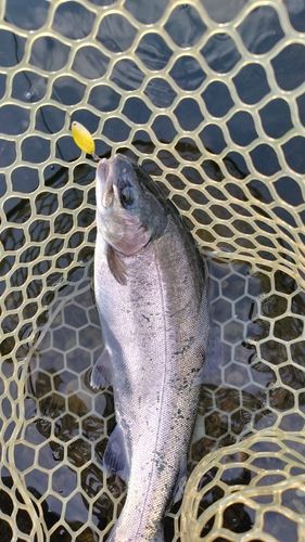 ニジマスの釣果