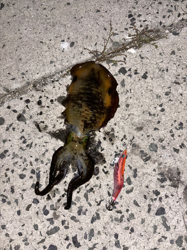 イカの釣果