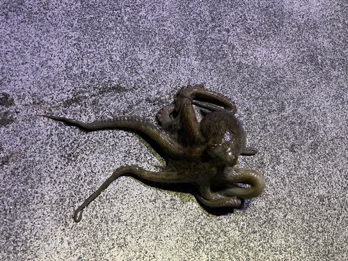 タコの釣果