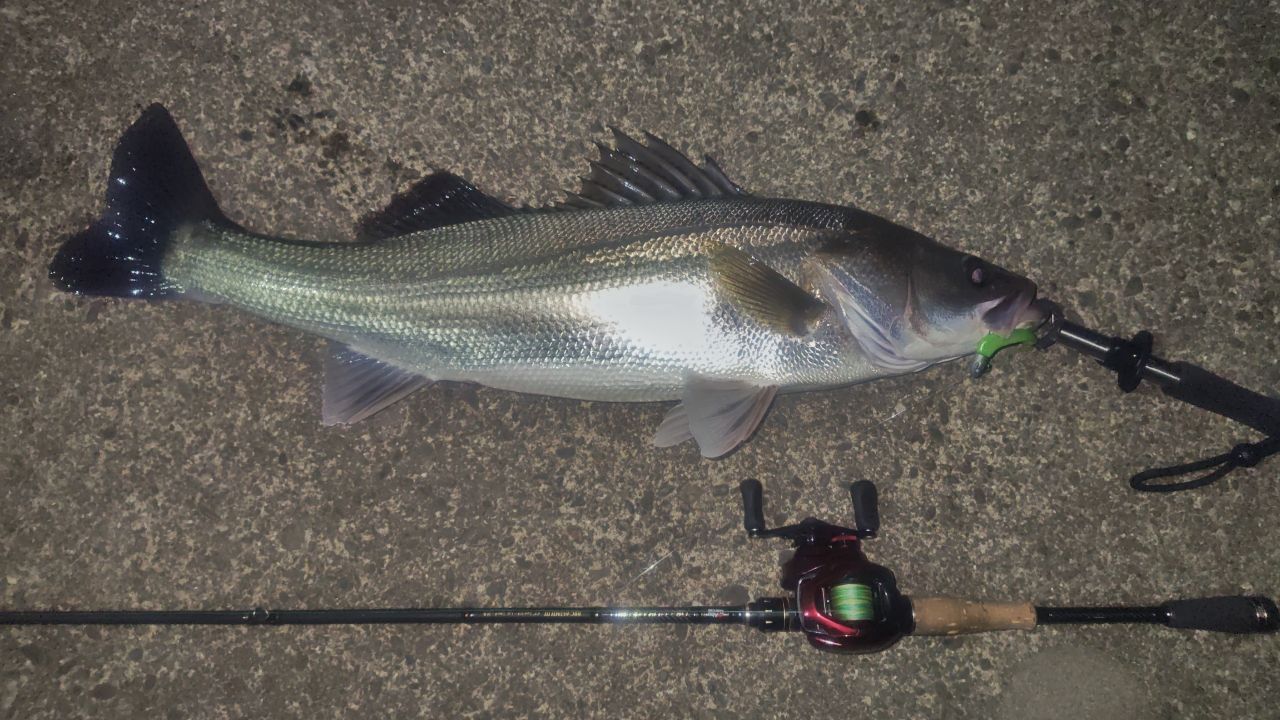 SHIMANO 19スコーピオン MGL 150HG RIGHTの最安値・インプレ・釣果