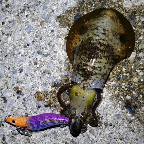 アオリイカの釣果