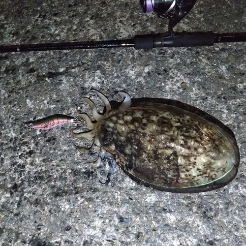 モンゴウイカの釣果