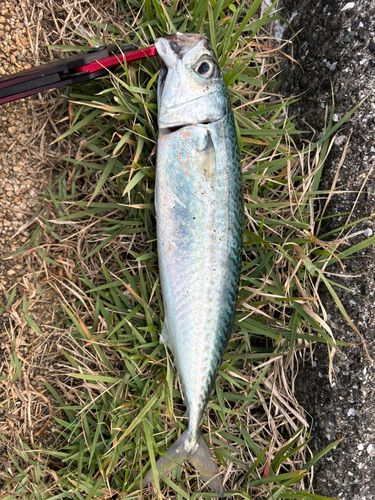 ゴマサバの釣果