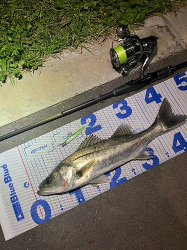 シーバスの釣果