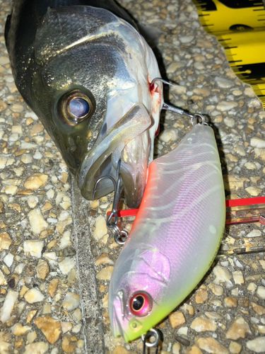 シーバスの釣果