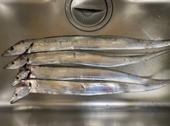 タチウオの釣果