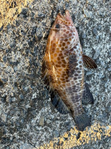 オオモンハタの釣果
