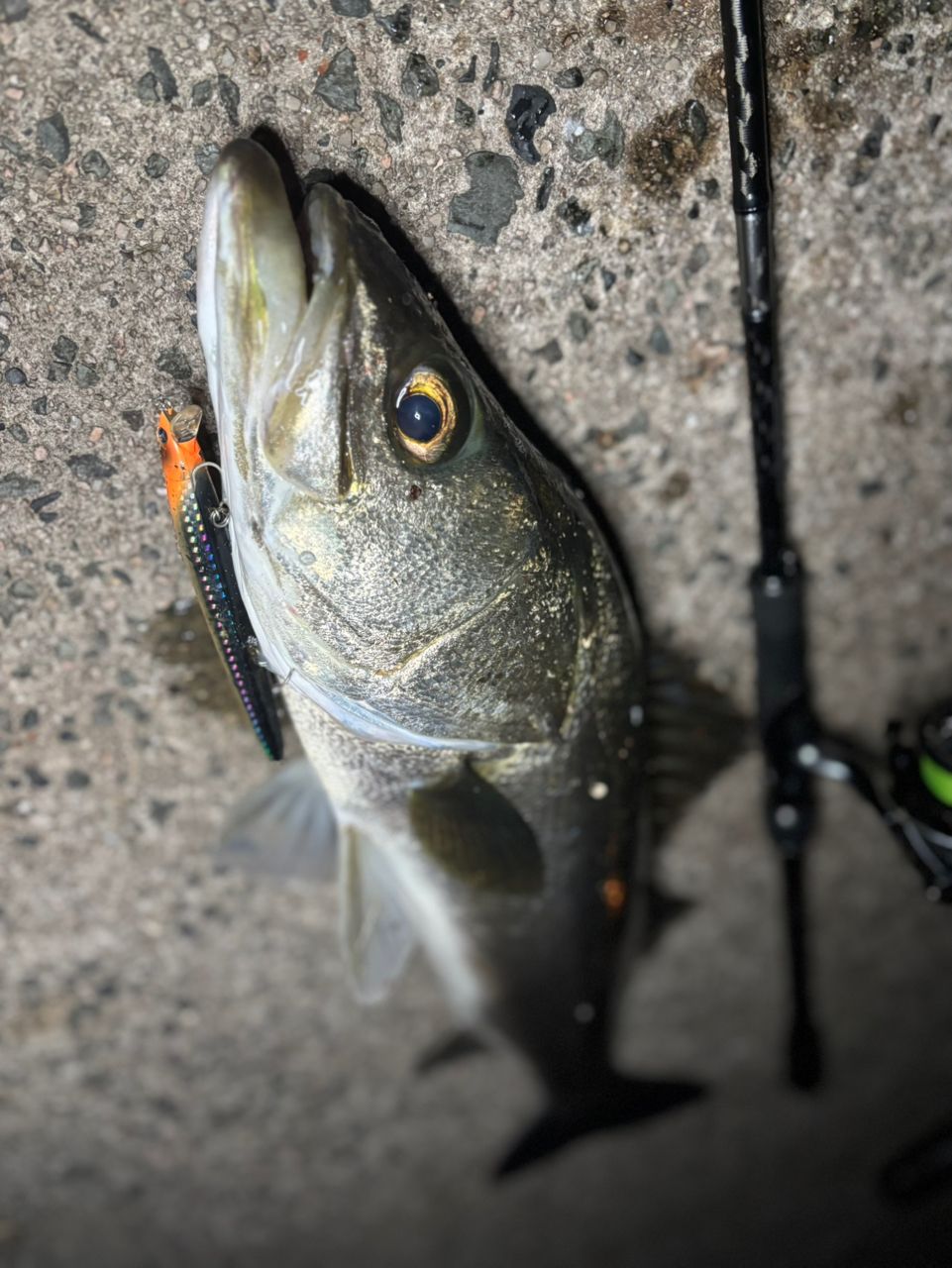 SHIMANO 20ルナミス S90Mの最安値・インプレ・釣果 | 本音の口コミが