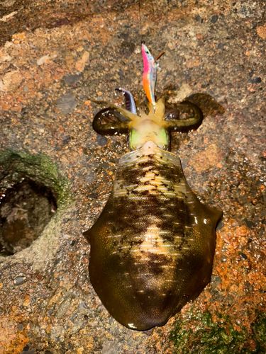 アオリイカの釣果